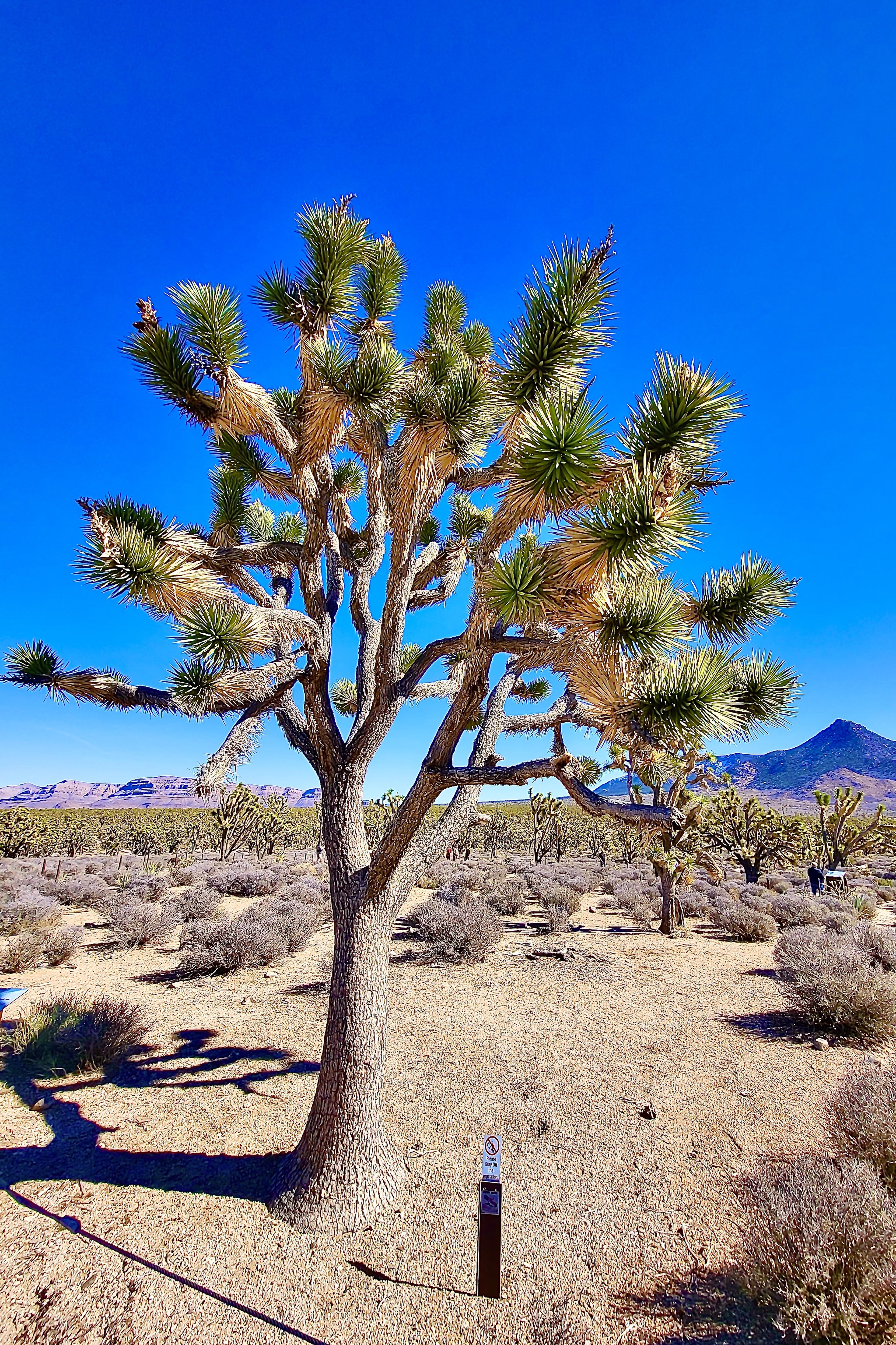 Joshua Tree