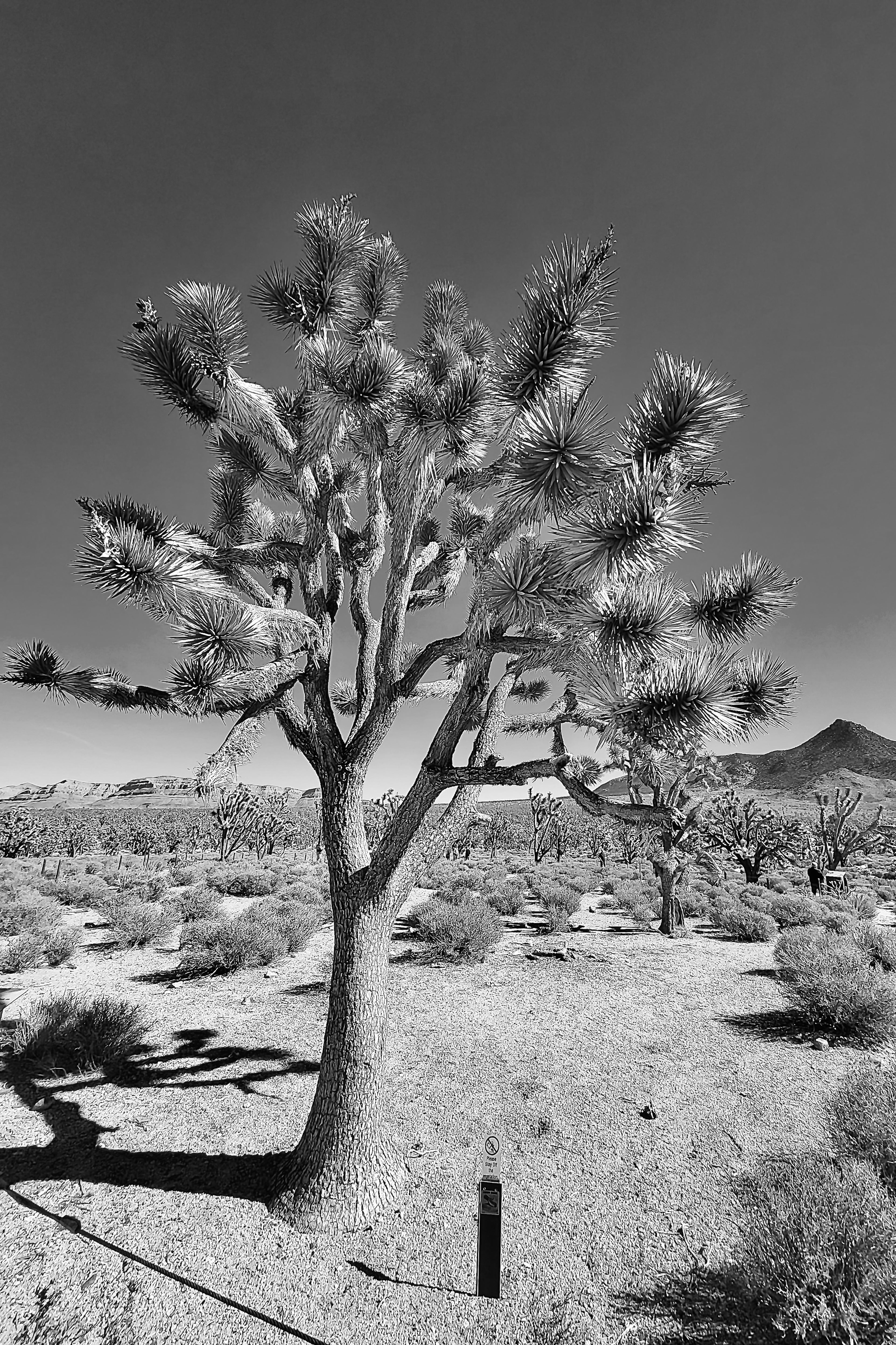 Joshua Tree