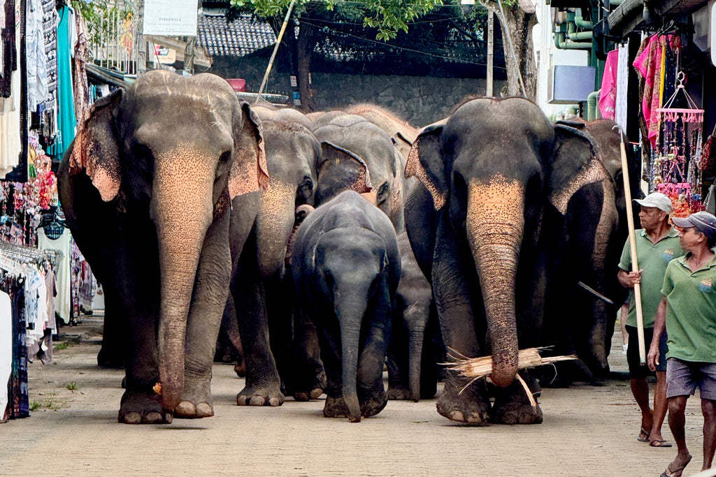 Słonie Sri Lanka