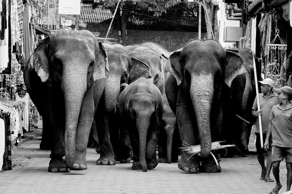 Słonie Sri Lanka