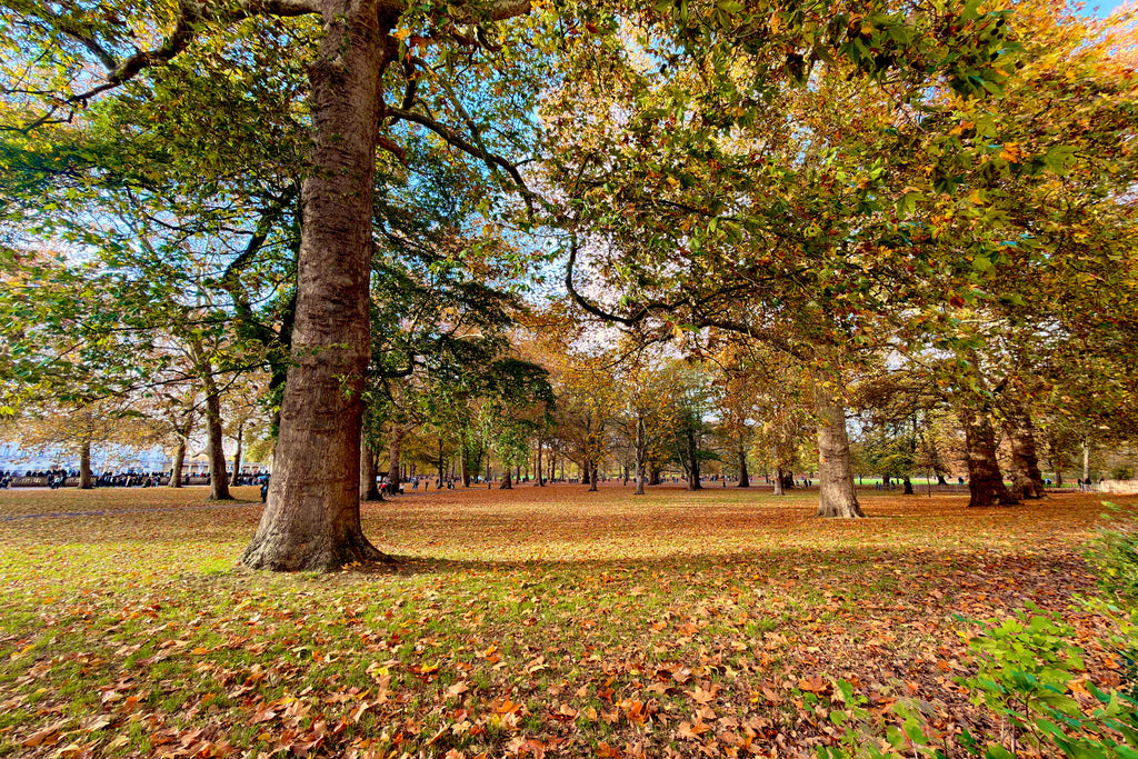 The Green Park